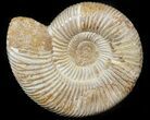 Perisphinctes Ammonite - Jurassic #45407-1